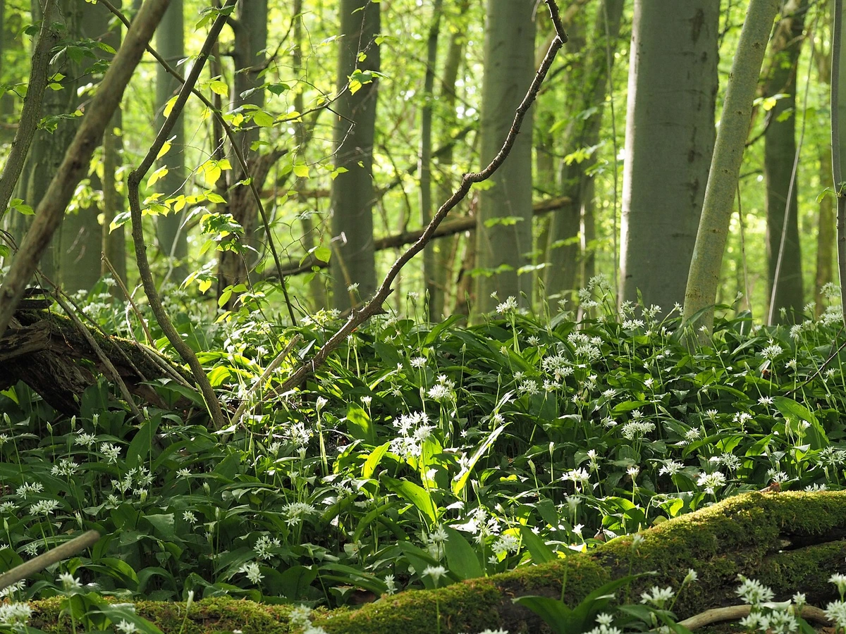 Bärlauch-Teppich auf dem Waldboden, weißblühend zwischen Laubbäumen