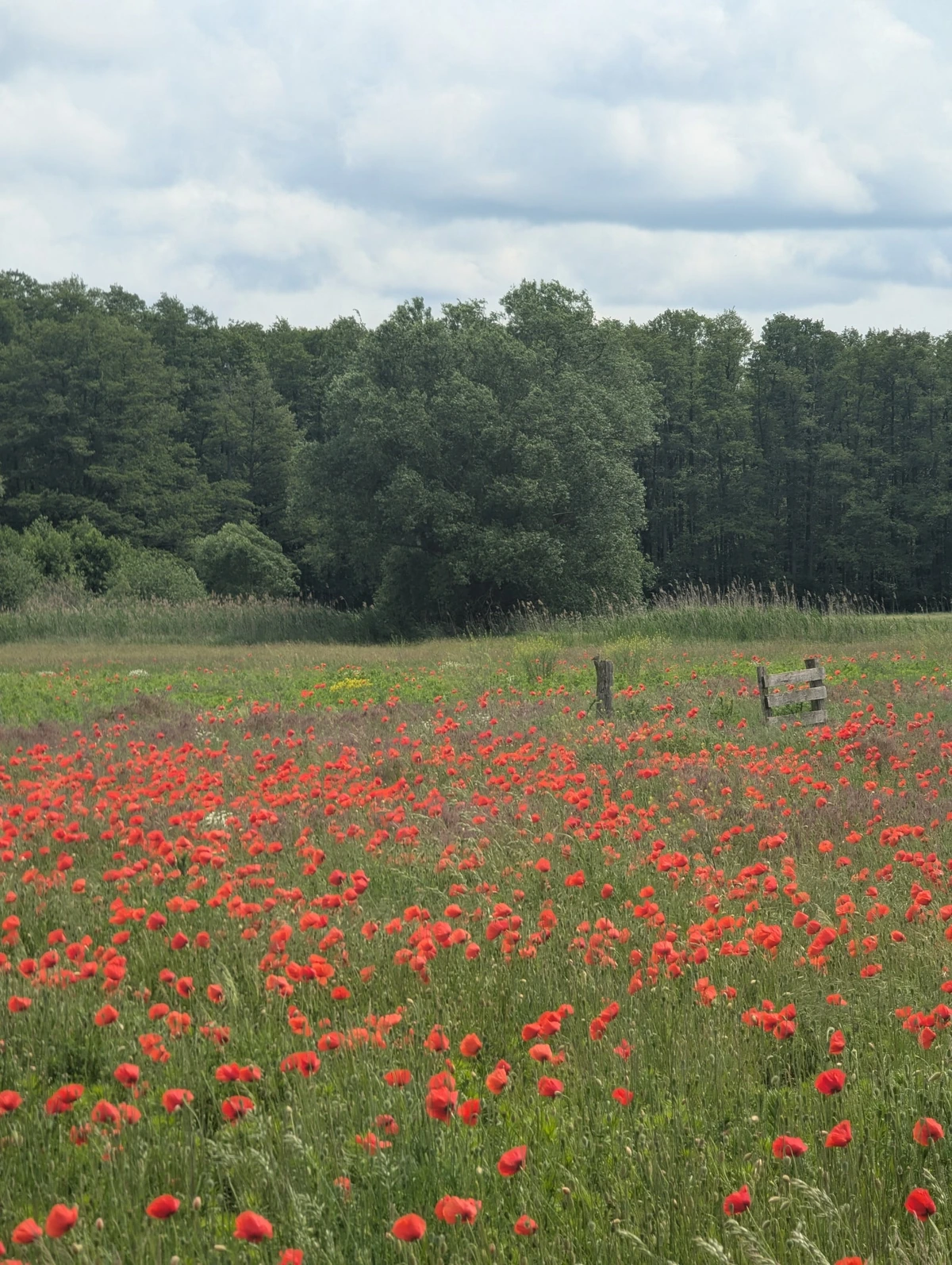 Rotes Mohnfeld vor Waldrand in Brandenburg
