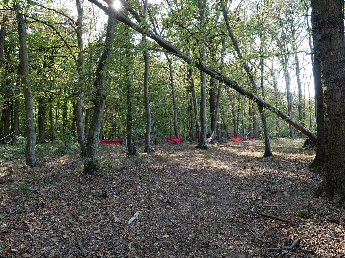Rote Hängematten zwischen Bäumen in einem dichten Laubwald