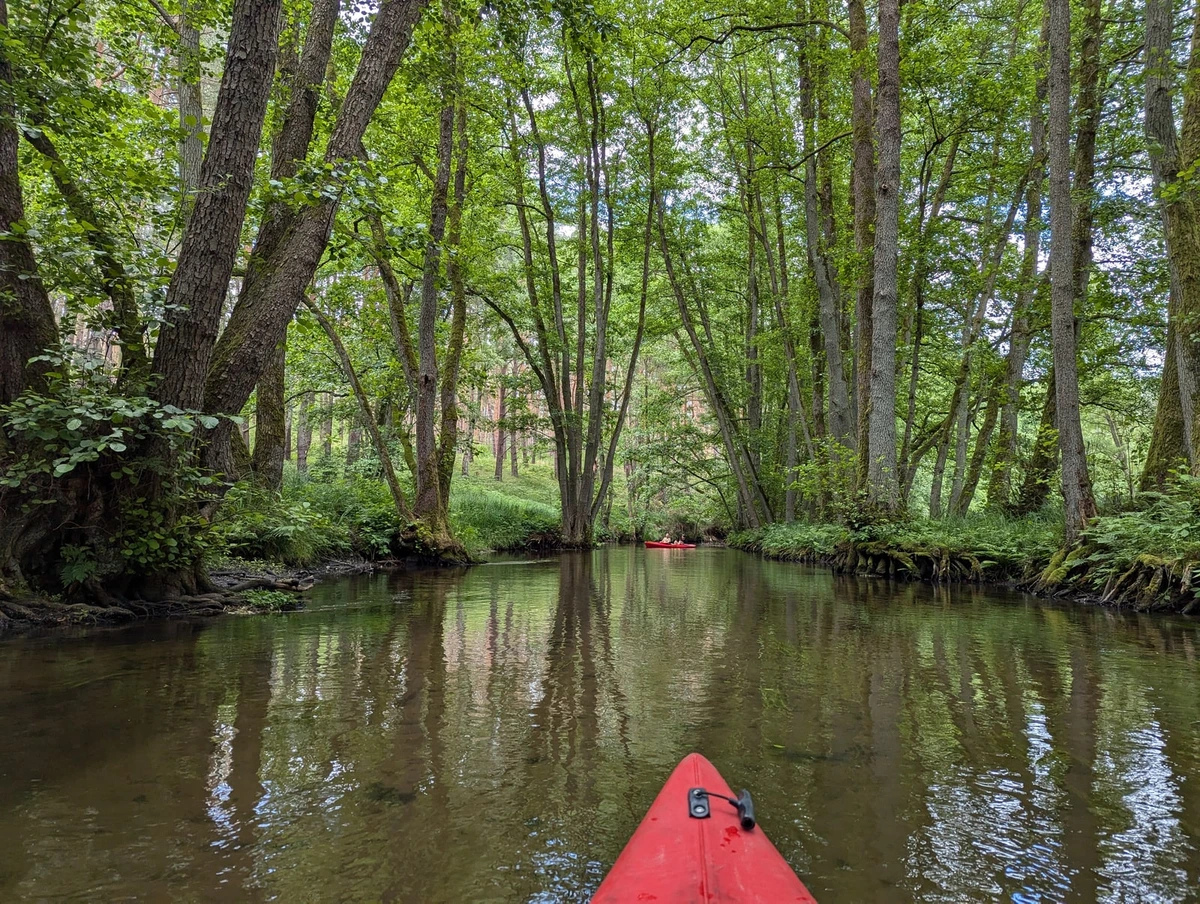 Blick aus dem Kajak auf einen stillen, grün überwölbten Wasserlauf in Brandenburg