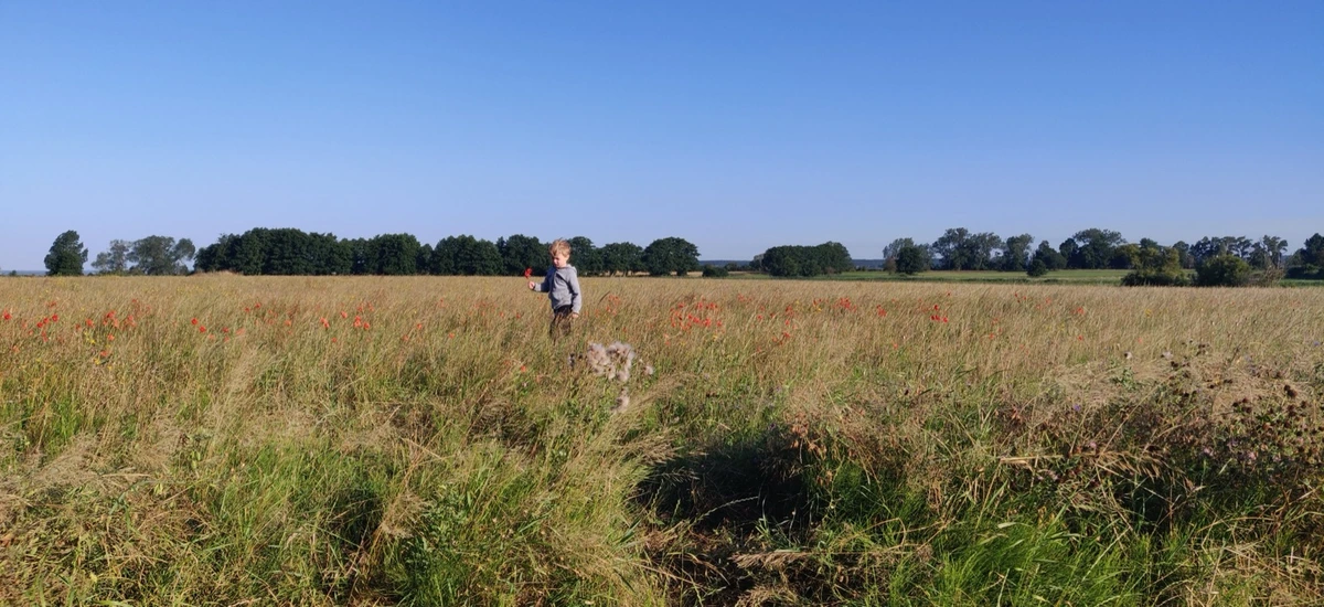 Weites Feld mit Mohnblumen in Brandenburg