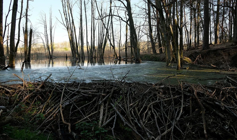 Biberdamm im Naturschutzgebiet Biesenthaler Becken, geflutetes Waldgebiet