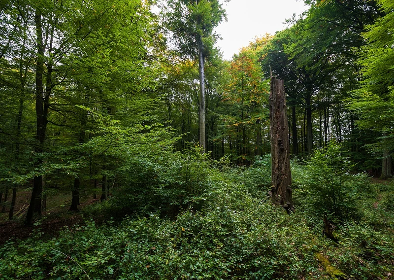 Naturnaher Buchenwald mit Waldverjüngung im Grumsiner Forst, Brandenburg