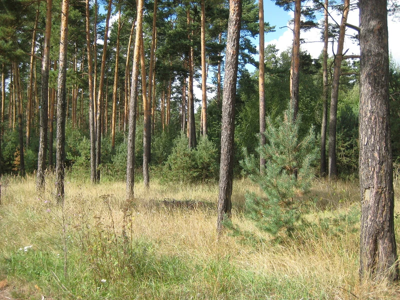 Kiefernwald im märkischen Tiefland bei Kallinchen, Teltow-Fläming