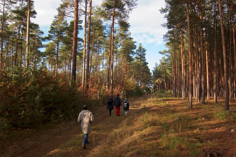 Waldpfad im Naturpark Hoher Fläming, Brandenburg