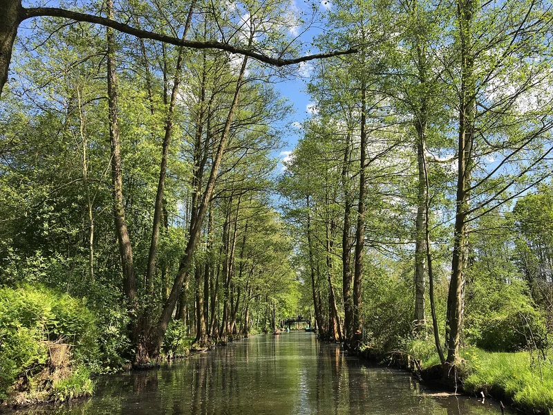 Spreewaldkanal bei Lübbenau, ruhiges Wasser zwischen Erlenwäldern