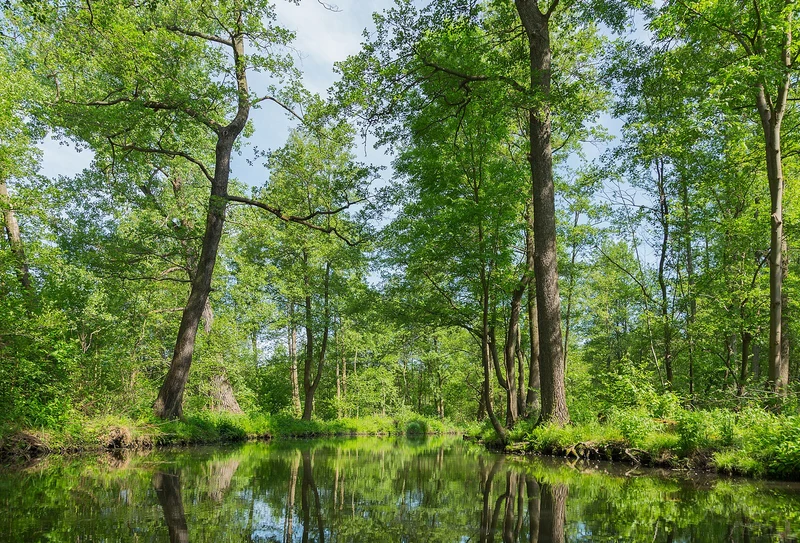 Stilles Eschenfließ im Naturschutzgebiet Innerer Oberspreewald — schräge Erlen spiegeln sich im ruhigen Wasser
