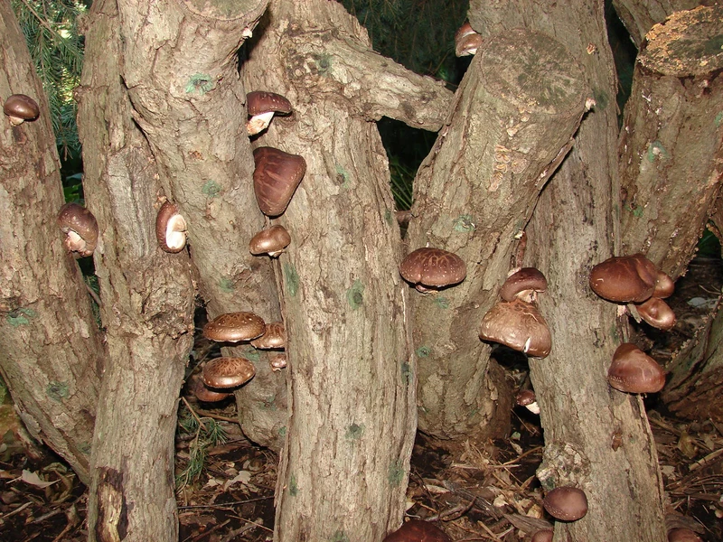 Shiitake-Pilze wachsen auf Baumstämmen im Garten — traditionelle Stammkultur im Außenbereich