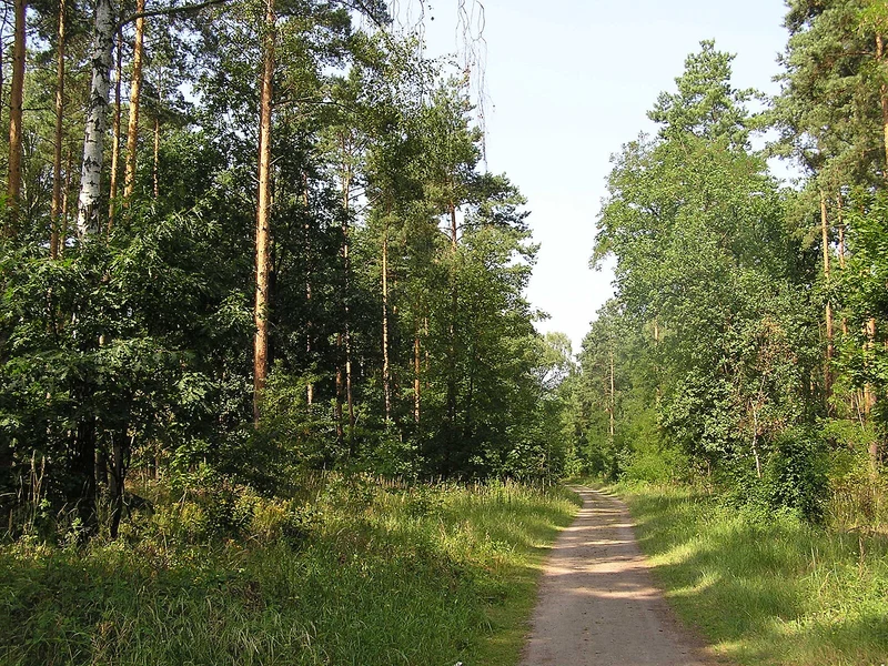 Waldpfad im Grunewald, lichter Kiefernwald im Sommer