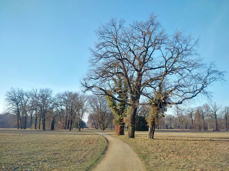 Alte Baumgruppe im Park Potsdam