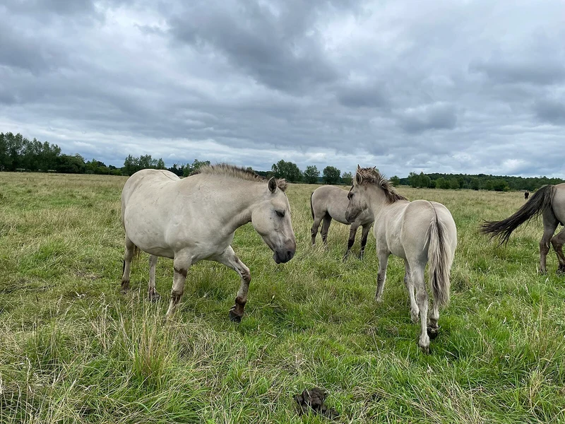 Liebenthaler Wildpferde in Brandenburg