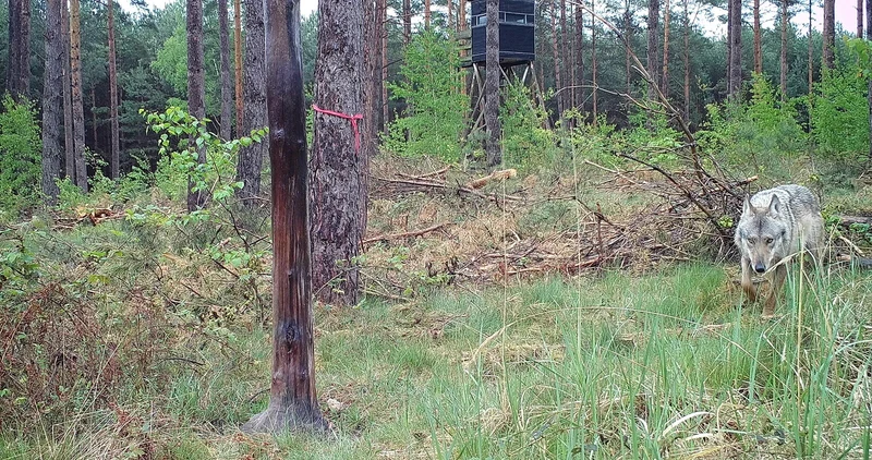 Wolf (Canis lupus) im Schlaubetal, Brandenburg