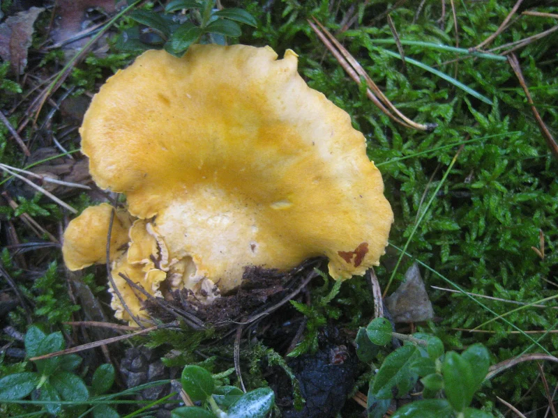 Kategorie Foraging & Wilde Küche