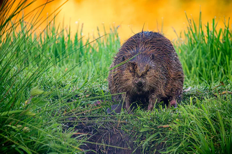 Kategorie Tiere & Begegnung