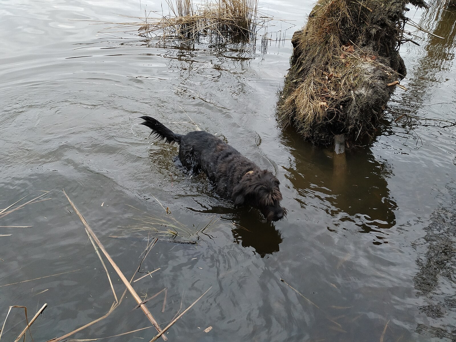 Hund schwimmt im Mühlenbecker See bei Berlin — Brandenburg-Wassertag