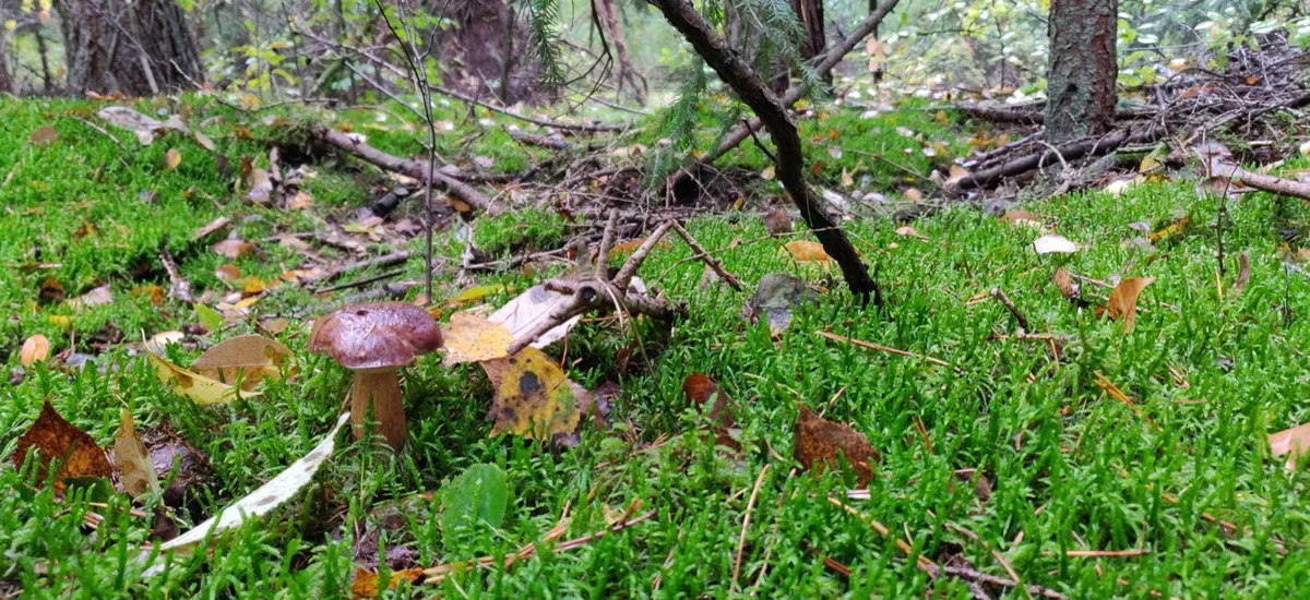 Pilz auf Moosboden im Herbstlicht