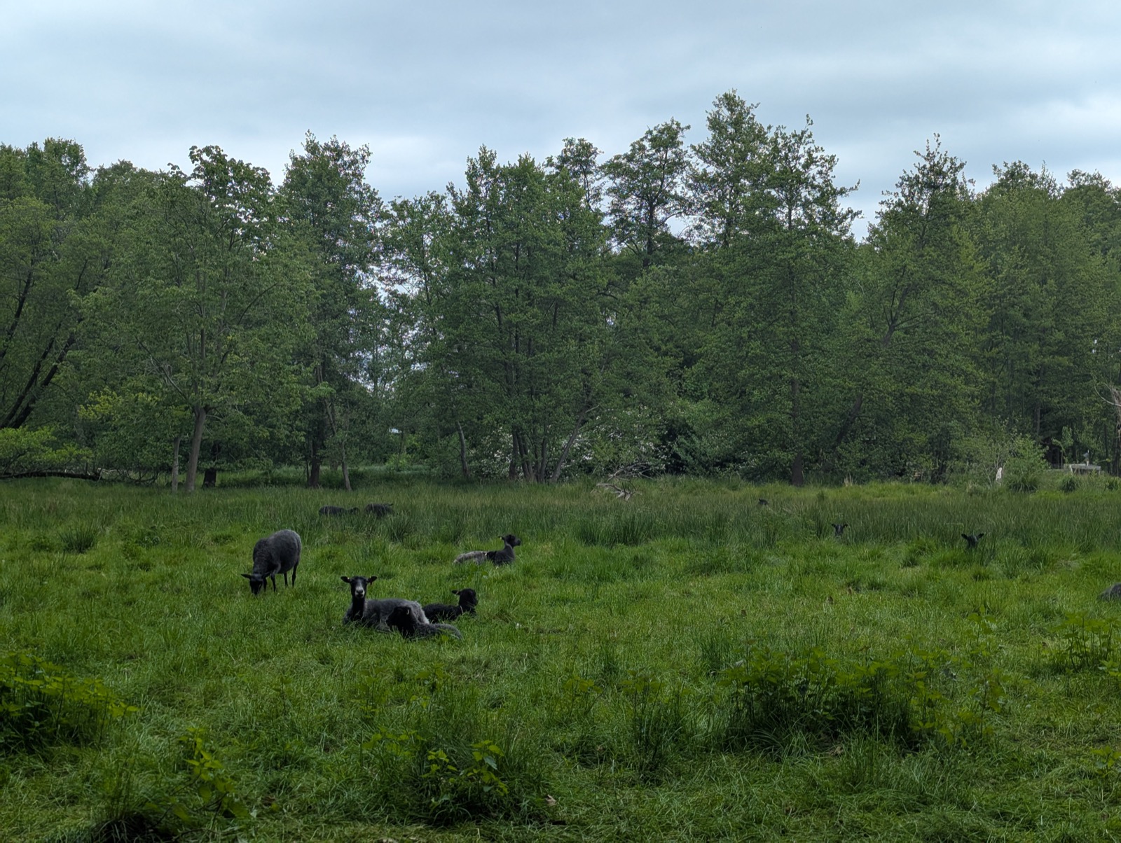 Schafe auf einer grünen Weide in Brandenburg