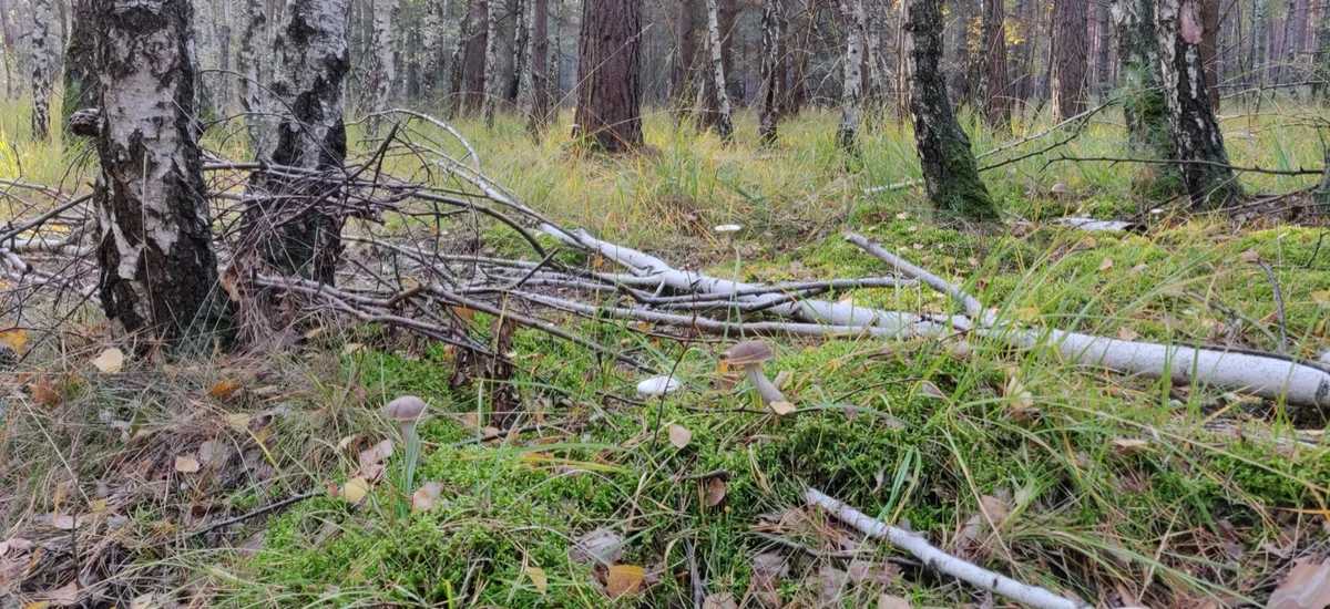 Pilze sammeln im Wald, Waldboden mit Moos und Laub