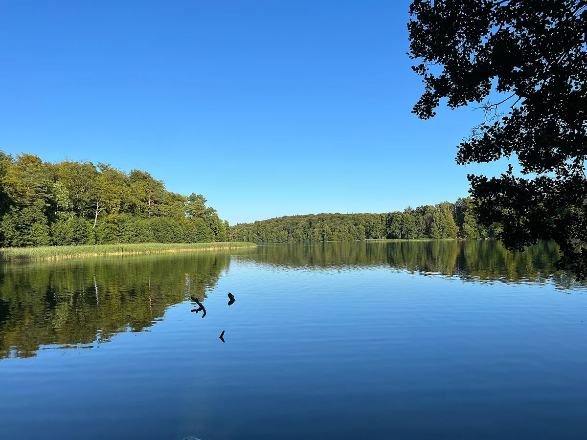 Der Liepnitzsee bei Wandlitz an einem Sommertag — ein von Buchenwald umstandener, spiegelglatter Waldsee, im Vordergrund ein überhängender Ast.
