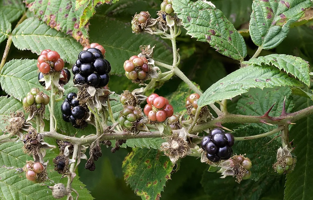 Brombeeren in mehreren Reifestadien an dornigem Zweig, von grün über rot bis glänzend schwarz