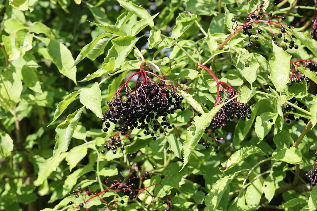 Reife schwarze Holunderbeeren in hängenden Dolden an einem Strauch