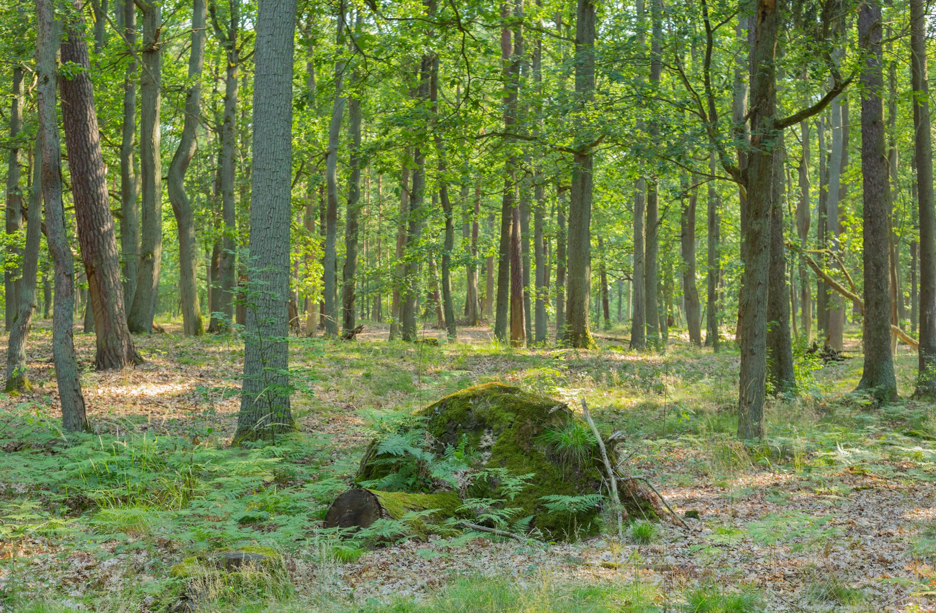 Alter Kiefern-Eichenbestand in der Dubrow bei Gräbendorf