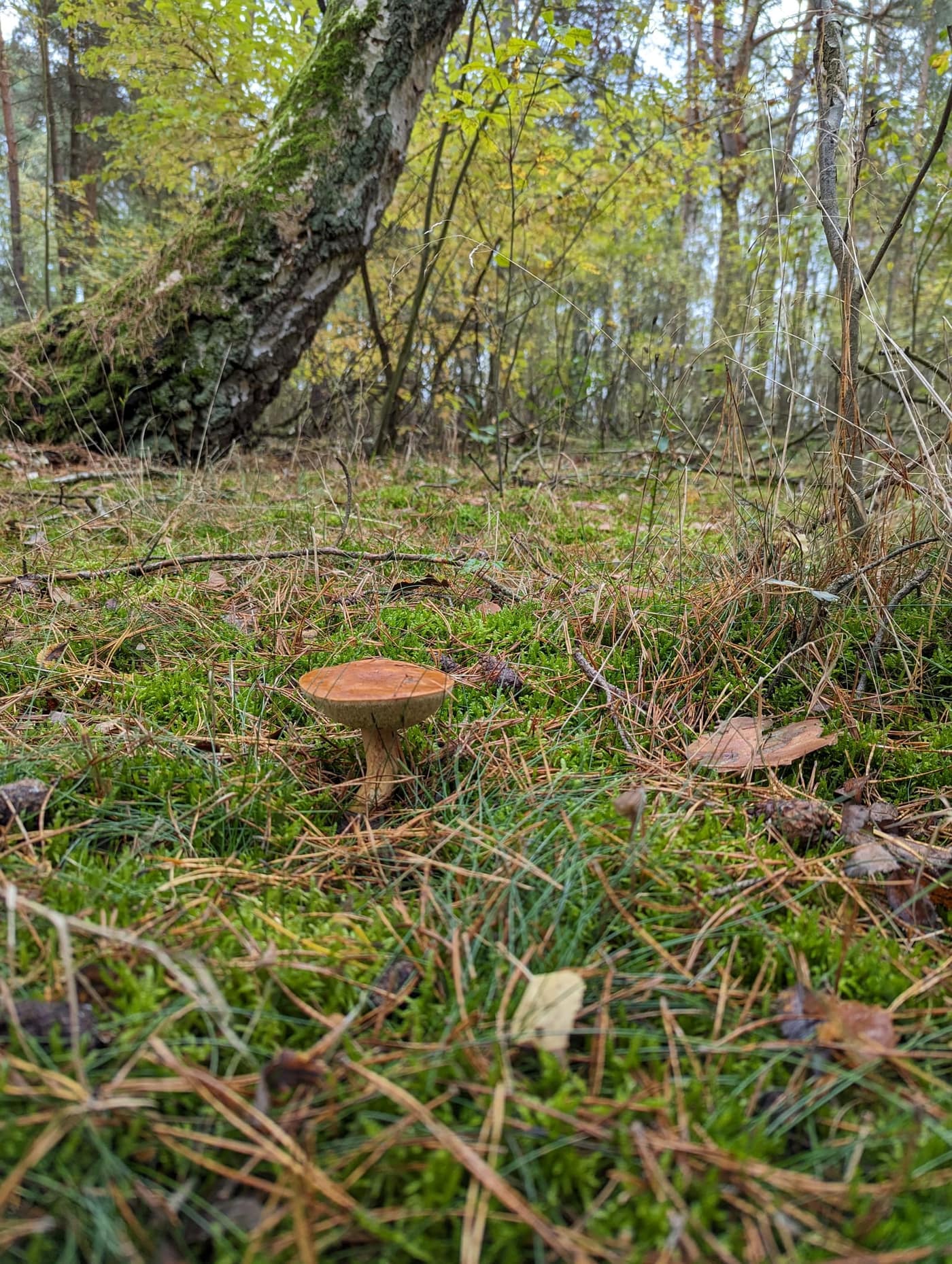 Marone im Moos auf dem Waldboden